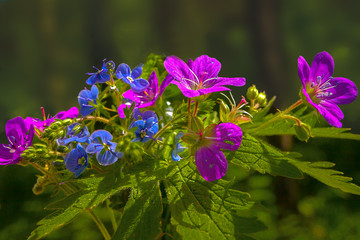 Fototapeta premium beautiful bouquet with white blue yellow summer flowers