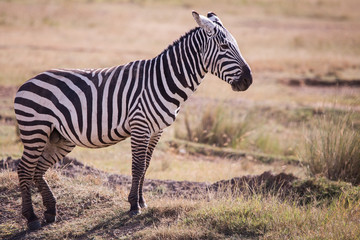 zebras, national park Masai Mara in Kenya