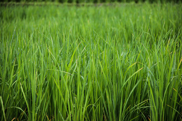 drops of dew on a paddy rice in Green