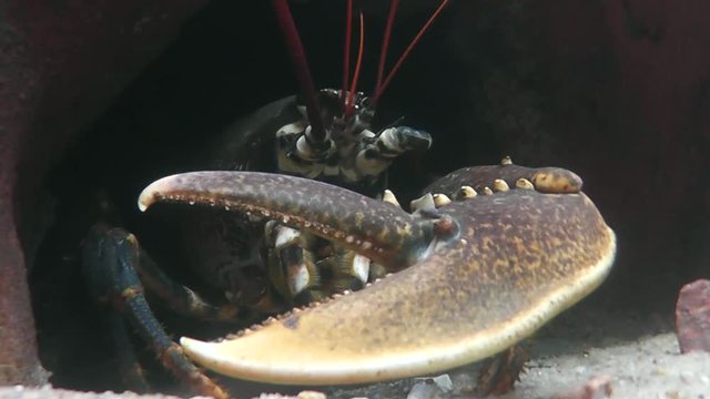 Hummer mit Schere, Homarus gammarus