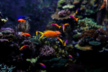 Naklejka na ściany i meble Aquarium fish in Singapore