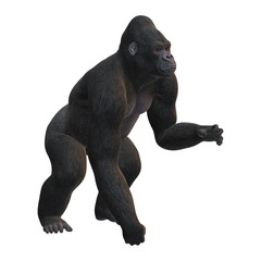 Naklejka premium 3D Rendering Gorilla on White