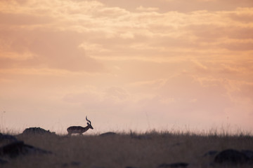 sunset Masai Mara in Kenya