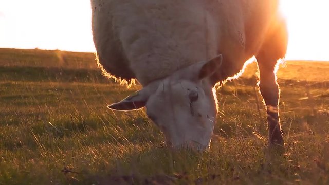 Grasende Deichschafe bei Sonnenuntergang