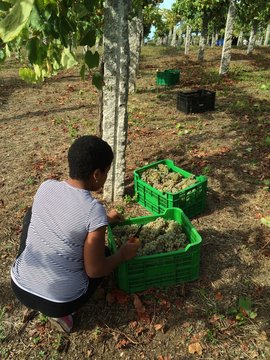 muchacha recolectando uvas en la vendimia 