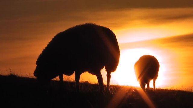 Grasende Deichschafe bei Sonnenuntergang