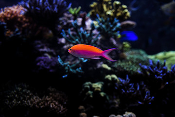 Fototapeta na wymiar Aquarium fish in Singapore