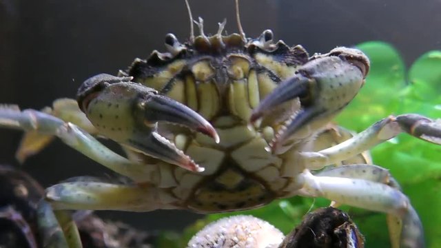 Taschenkrebs, Cancer pagurus