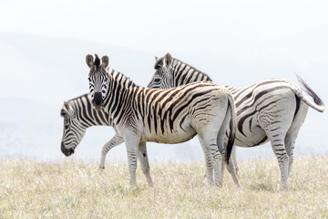 Fototapeta na wymiar african mountain zebra