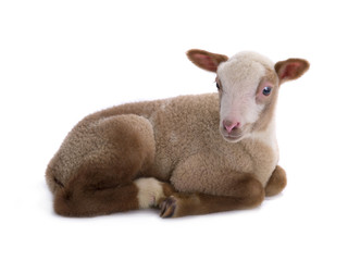 Fototapeta premium sheep