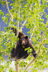 Obraz premium Black Bear Family in a tree
