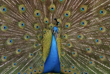 Obraz premium Peacock