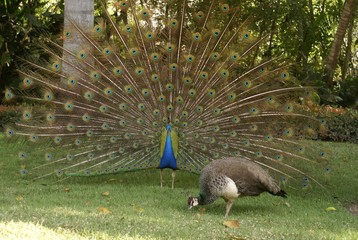 Obraz premium Peacock