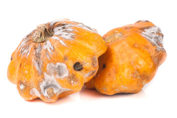 two spoiled pattypan with mold isolated on white background