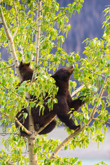 Black Bear Family in a tree