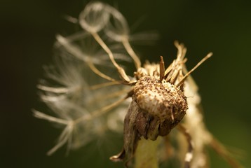 Dandelion