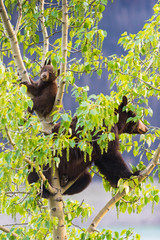 Obraz premium Black Bear Family in a tree