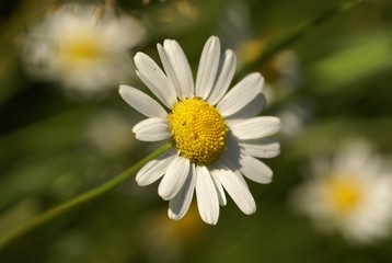 Daisy