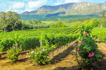 Spectacular scenery of Thelema Mountain and rows of vines in a wine plantation. The Vineyards of...