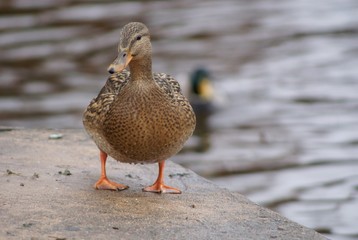 Duck