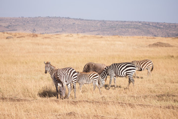 Family of zebras in Masai Mara Kenya