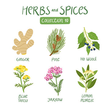 Herbs and spices collection 10