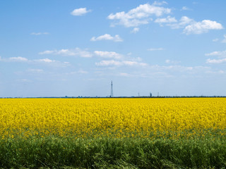 On a sunny summer day rape field looks very bright and decorative