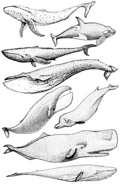 Set of hand drawn whales from the world
