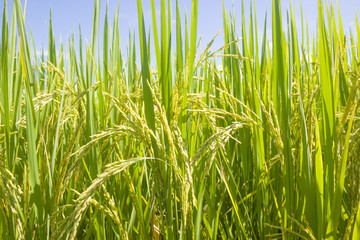 the Green rice in the field rice background, thailand harvest.