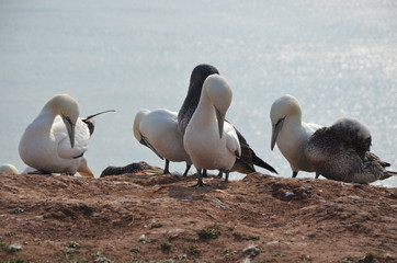 Helgoland