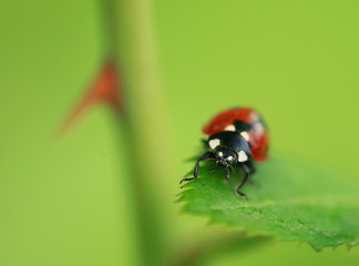 ladybug on green leaf