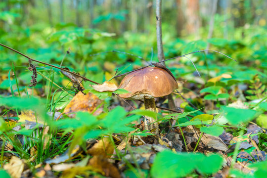 Forest landscape with boletus in the foreground