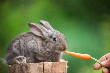 Cute Baby Rabbit. Feeding animal 