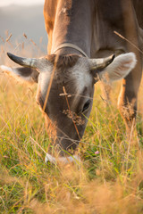 Cow in a pasture in the mountains just before sunset