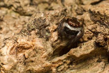 Spider,jumping Spider