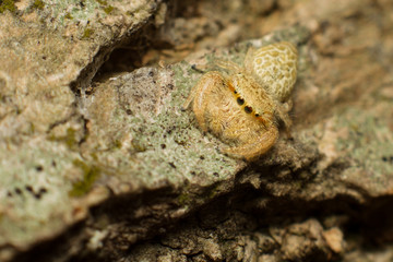 Spider,jumping Spider