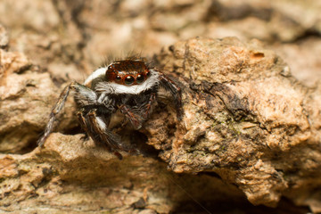 Spider,jumping Spider