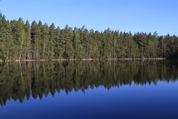 The reflection of the forest.