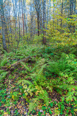 Obraz premium Birch forest covered with ferns (Polystichum braunii)