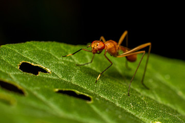 Macro of crane fly