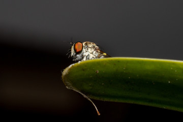 Asilidae Robber fly eats tint beetle on branch