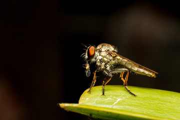Asilidae Robber fly eats tint beetle on branch