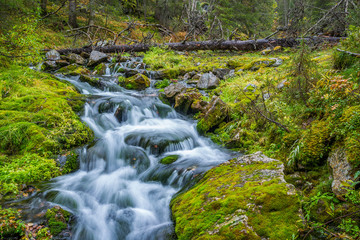 Wild stream flowing in autumnal forest