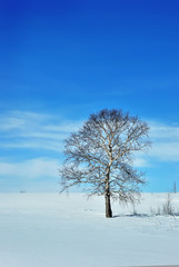 Fototapeta na wymiar Single tree on winter field