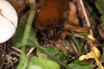 Lumaca