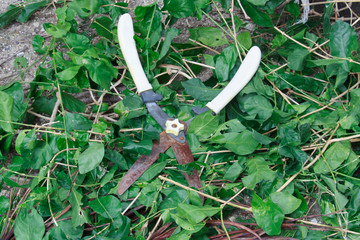 The old Grass Shears with green Leaves
