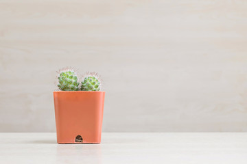 Closeup cactus in brown plastic pot on blurred wood desk and wood wall textured background with copy space