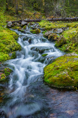 Fototapeta na wymiar Wild stream flowing in autumnal forest