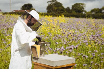 Beekeeper using bee smoker 