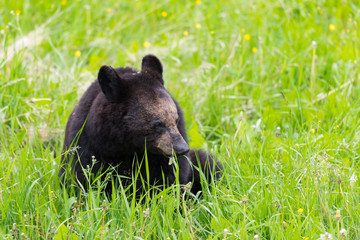 American Black Bear (Ursus americanus).